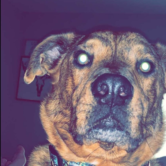 Meet your Posher, Audrey - Picture 1 of 1